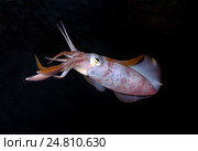 Кальмар (Sepioteuthis lessoniana) Стоковое фото, фотограф Некрасов Андрей / Фотобанк Лори