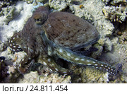Осьминог (Octopus sp.) Стоковое фото, фотограф Некрасов Андрей / Фотобанк Лори