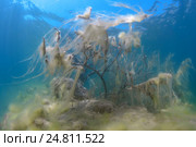 Затопленное дерево, покрытое зелеными водорослями. Стоковое фото, фотограф Некрасов Андрей / Фотобанк Лори