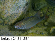 Красноперка (Scardinius erythrophthalmus) Стоковое фото, фотограф Некрасов Андрей / Фотобанк Лори