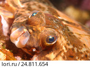 Лимон sole (Microstomus КИТТ) Арктика, Россия, Баренцево море. Стоковое фото, фотограф Некрасов Андрей / Фотобанк Лори
