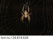 Паук крестовик  (лат. Araneus) из рода аранеоморфных пауков семейства кругопрядов (лат. Araneidae) на паутине в темноте. Стоковое фото, фотограф Наталья Гармашева / Фотобанк Лори