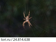 Паук крестовик  (лат. Araneus) из рода аранеоморфных пауков семейства кругопрядов (лат. Araneidae) на паутине на темном фоне. Стоковое фото, фотограф Наталья Гармашева / Фотобанк Лори