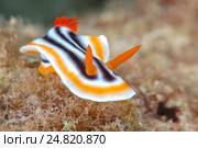 Голожаберный маллюск (Chromodoris quadricolor) Стоковое фото, фотограф Некрасов Андрей / Фотобанк Лори