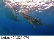 Китовая акула (Rhincodon typus) Стоковое фото, фотограф Некрасов Андрей / Фотобанк Лори