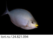 Сиган яванский (Siganus javus), Индийский океан, Хиккадува, Шри-Ланка, Южная Азия. Стоковое фото, фотограф Некрасов Андрей / Фотобанк Лори