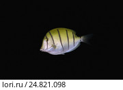 Полосатая рыба-хирург (Acanthurus triostegus) Стоковое фото, фотограф Некрасов Андрей / Фотобанк Лори
