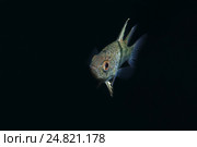 Пятнистая сферамия (Sphaeramia orbicularis), Южно-Китайское море, Малайзия. Стоковое фото, фотограф Некрасов Андрей / Фотобанк Лори