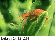 Рак Gammarid (Eulimnogammarus violaceus) Стоковое фото, фотограф Некрасов Андрей / Фотобанк Лори