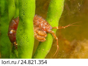 Рак Gammarid (Eulimnogammarus violaceus) Стоковое фото, фотограф Некрасов Андрей / Фотобанк Лори