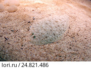 Европейская камбала  (Platichthys flesus), Черное море (2011 год). Стоковое фото, фотограф Некрасов Андрей / Фотобанк Лори