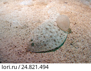 Европейская камбала  (Platichthys flesus), Черное море (2011 год). Стоковое фото, фотограф Некрасов Андрей / Фотобанк Лори