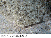 Палтус (Psetta maetica, Scophthalmus maeoticus), Черное море, Крым, Восточная Европа. Стоковое фото, фотограф Некрасов Андрей / Фотобанк Лори