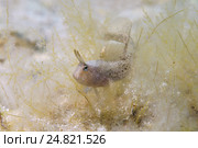 Морская собачка (Parablennius tentacularis), Черное море, Крым, (2013 год). Стоковое фото, фотограф Некрасов Андрей / Фотобанк Лори