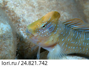 Морская собачка павлин (Salaria pavo). Черное море, Крым (2013 год). Стоковое фото, фотограф Некрасов Андрей / Фотобанк Лори
