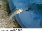 Длиннощупальцевая собачка (Parablennius tentacularis) (2013 год). Стоковое фото, фотограф Некрасов Андрей / Фотобанк Лори