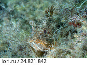 Скорпена (Scorpaena porcus) Стоковое фото, фотограф Некрасов Андрей / Фотобанк Лори