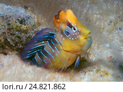 Морская собачка (Salaria pavo) (2013 год). Стоковое фото, фотограф Некрасов Андрей / Фотобанк Лори
