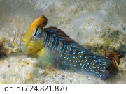 Морская собачка (Salaria pavo) (2013 год). Стоковое фото, фотограф Некрасов Андрей / Фотобанк Лори
