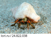 Краб-отшельник (Clibanarius erythropus) (2013 год). Стоковое фото, фотограф Некрасов Андрей / Фотобанк Лори