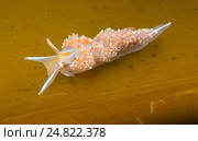 Голожаберный моллюск ( Hermissenda crassicornis ) Стоковое фото, фотограф Некрасов Андрей / Фотобанк Лори