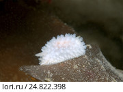 Голожаберный моллюск  ( Onchidoris macropompa ) Стоковое фото, фотограф Некрасов Андрей / Фотобанк Лори