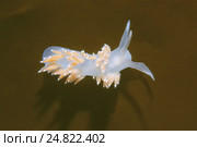 Голожаберный моллюск ( Flabellina verrucosa ) Стоковое фото, фотограф Некрасов Андрей / Фотобанк Лори