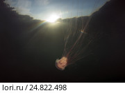 Волосистая цианея (Cyanea capillata), Японское море. Стоковое фото, фотограф Некрасов Андрей / Фотобанк Лори