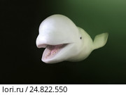 Белуха (Delphinapterus leucas), Японское море, Дальний Восток. Стоковое фото, фотограф Некрасов Андрей / Фотобанк Лори