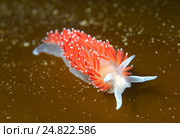 Голожаберный моллюск  ( Flabellina nobilis ) Стоковое фото, фотограф Некрасов Андрей / Фотобанк Лори