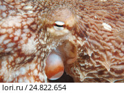 Гигантский тихоокеанский осьминог (Enteroctopus dofleini)  , Японское море, Приморский край. Стоковое фото, фотограф Некрасов Андрей / Фотобанк Лори