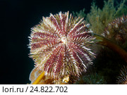 Зеленый морской еж  (Strongylocentrotus droebachiensis) Стоковое фото, фотограф Некрасов Андрей / Фотобанк Лори