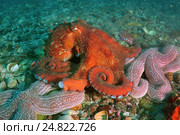 Гигантский тихоокеанский осьминог  (Enteroctopus dofleini), Японское море. Стоковое фото, фотограф Некрасов Андрей / Фотобанк Лори