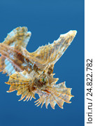 Агономал хоботный, морская лисичка (agonomalus proboseidalis). Японское море, Приморский край. Стоковое фото, фотограф Некрасов Андрей / Фотобанк Лори