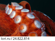 Присоски на щупальцах осьминога (Enteroctopus dofleini) Стоковое фото, фотограф Некрасов Андрей / Фотобанк Лори