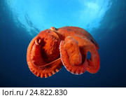 Гигантский тихоокеанский осьминог  (Enteroctopus dofleini), Японское море. Стоковое фото, фотограф Некрасов Андрей / Фотобанк Лори