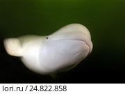 Белуга (Delphinapterus leucas). Японское море, Дальний Восток, Приморский край, Российская Федерация. Стоковое фото, фотограф Некрасов Андрей / Фотобанк Лори
