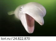 Белуха (Delphinapterus leucas) Японское море, Дальний Восток. Стоковое фото, фотограф Некрасов Андрей / Фотобанк Лори