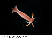 Японский летающий кальмар(Todarodes pacificus) Стоковое фото, фотограф Некрасов Андрей / Фотобанк Лори
