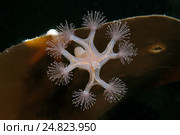 Сидячая медуза Люцернария (Lucernaria quadricornis) Стоковое фото, фотограф Некрасов Андрей / Фотобанк Лори
