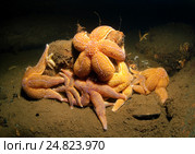 Морские звезды (Asterias rubens) Стоковое фото, фотограф Некрасов Андрей / Фотобанк Лори