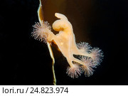 Сидячая медуза Люцернария (Lucernaria quadricornis) Стоковое фото, фотограф Некрасов Андрей / Фотобанк Лори