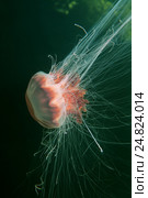 Волосистая цианея (лат. Cyanea capillata, Cyanea arctica) Стоковое фото, фотограф Некрасов Андрей / Фотобанк Лори