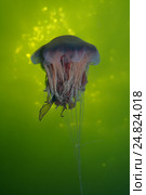 Волосистая цианея (лат. Cyanea capillata, Cyanea arctica) Стоковое фото, фотограф Некрасов Андрей / Фотобанк Лори