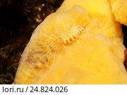 Червь полихета (Pterosyllis finmarchica) Стоковое фото, фотограф Некрасов Андрей / Фотобанк Лори