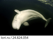 Белуха (Delphinapterus leucas). Белое море, Карелия, Арктика. Стоковое фото, фотограф Некрасов Андрей / Фотобанк Лори