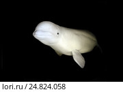 Белуха (Delphinapterus leucas) плавает в воде. Белое море, Карелия, Арктика. Стоковое фото, фотограф Некрасов Андрей / Фотобанк Лори