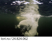 Белуха (Delphinapterus leucas) плавает в воде. Белое море, Карелия, Арктика. Стоковое фото, фотограф Некрасов Андрей / Фотобанк Лори