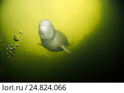 Белуха (лат. Delphinapterus leucas) — вид зубатых китов из семейства нарваловых. Белое море, Карелия. Стоковое фото, фотограф Некрасов Андрей / Фотобанк Лори
