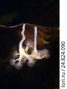 Сидячая медуза Люцернария (Lucernaria quadricornis) Стоковое фото, фотограф Некрасов Андрей / Фотобанк Лори